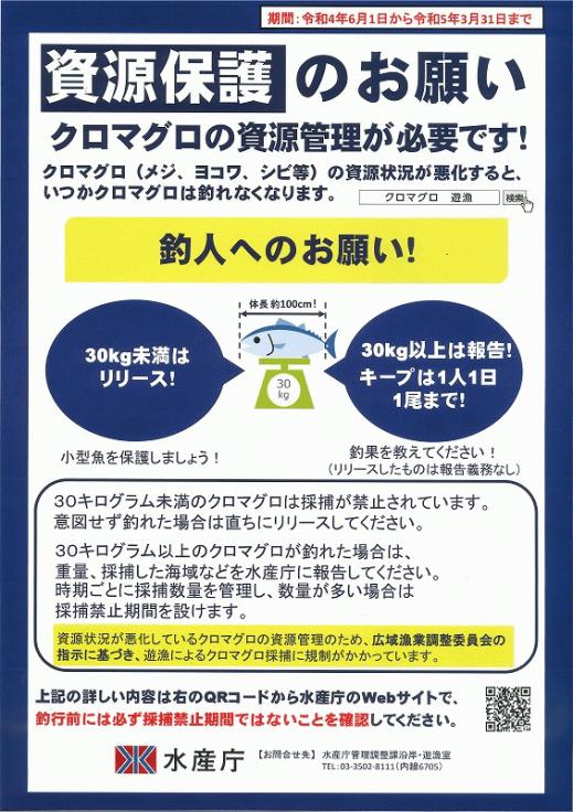 マグロ　クロマグロ　釣り　リリース