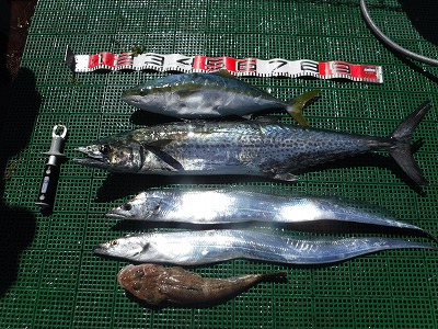 タチウオ　太刀魚　愛知　三重