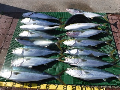 ハマチ　ブリ　愛知　三重　釣り