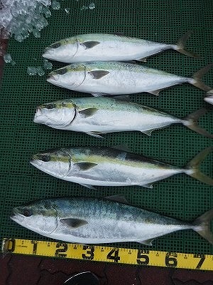 ハマチ　ブリ　船　釣り