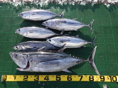 マグロ　カツオ　船　釣り