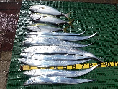 ハマチ　太刀魚　愛知　三重