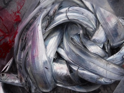 タチウオ　伊勢湾　三河湾