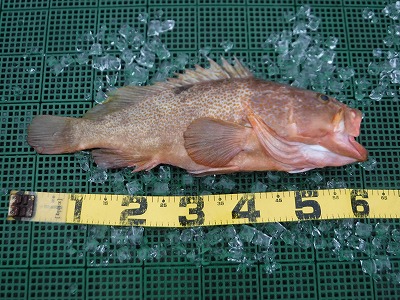 デカイ魚　大きい　海釣り