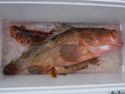 カサゴ　ハタ　春　魚　三重　愛知