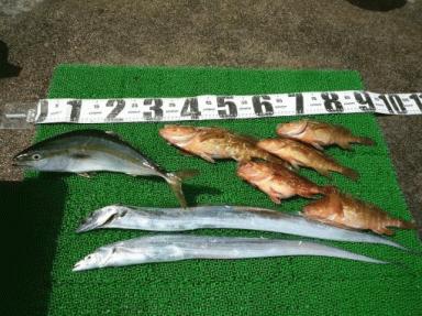 どんな魚種もおまかせ、今日はキジハタ大漁。