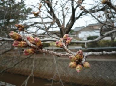 つぼみ膨らむ、春分の日。