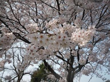 桜 咲くサク、満開の春。