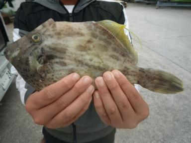 初釣果は、とんでもない大きさ。