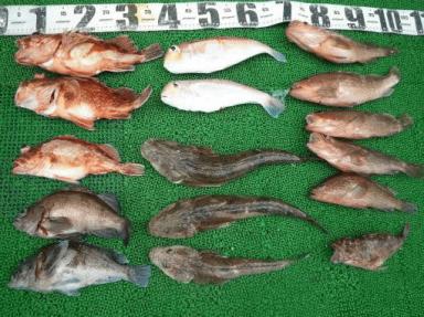 いろいろ魚種、並びきらない大漁釣果。