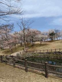 花が咲いたよ、春フル回転。