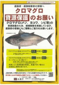 クロマグロ「資源保護」のお願い