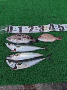 珍しい魚種、マハタです。