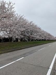 春らんまんの4月、スタートです。