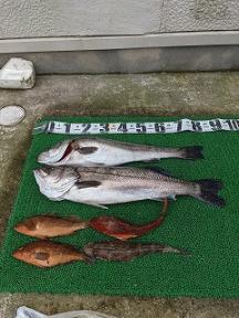 ちょこっと出航、さらっと大物釣果。