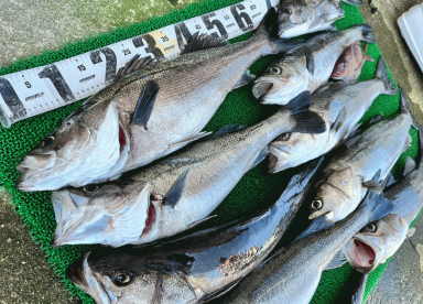 GWの釣果！狙うはやっぱりこの魚！！