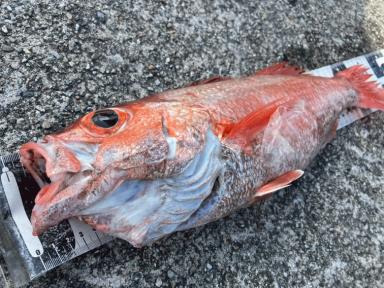 高級魚！！今月も富山湾で釣れています！