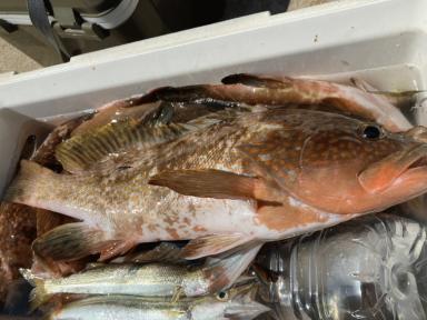 西の高級魚！富山湾でも釣れます！