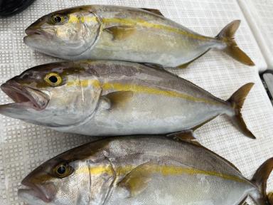 10月の富山湾！今釣れている魚は！？