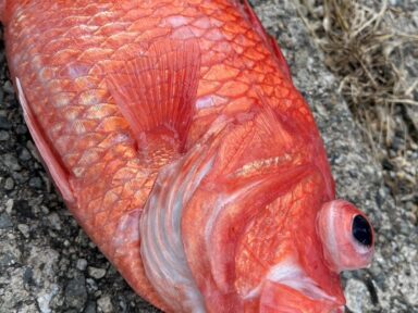 見たことない魚！皆様はこの魚を知っていますか？