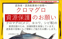 クロマグロ採捕に関するお知らせ