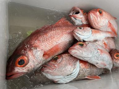 富山湾釣果！！中には水族館でみるあの魚も、、