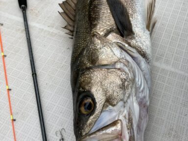 GW前半の富山湾釣果！！