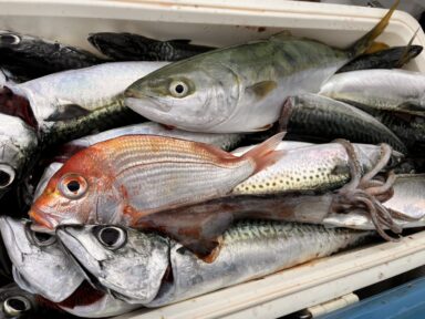 富山湾釣果！！６月最後の釣果！