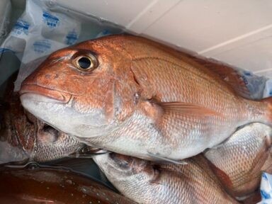 ついに富山湾で”あの人気魚”が釣れ始めました！
