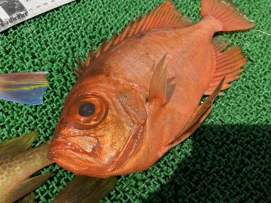 富山湾釣果！夏に釣れる魚は！？
