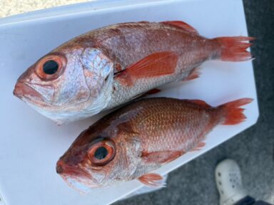 7/27、富山湾釣果報告