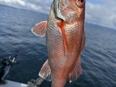 9月の富山湾、続々と釣果報告