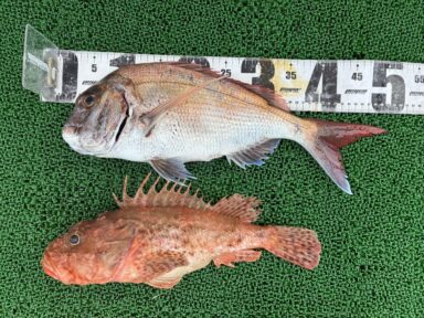 9/28(日)富山湾で釣れた魚