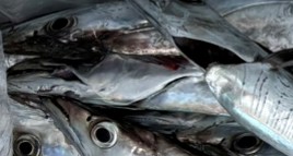 11/24(月)🐟釣果報告🐟