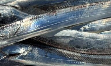 11/29（土）🐟釣果報告🐟