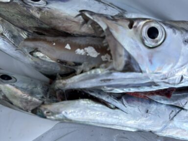 12/6(土)🐟釣果報告🐟