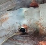 1/19（月）🐟釣果報告🐟