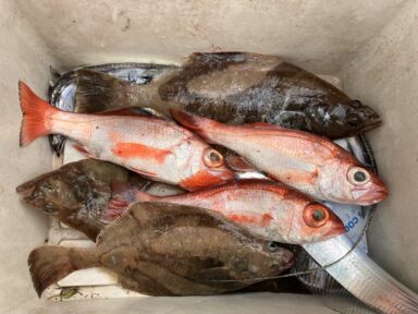 🎣2/28㈮　釣果情報🎣