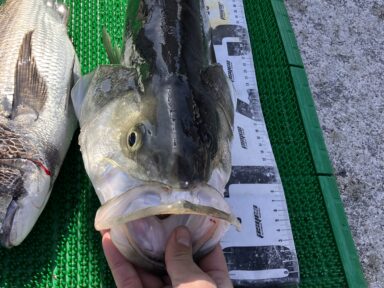 4/12㈰　釣果報告