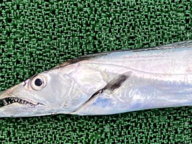 釣果報告　5/31【大快挙！】富山湾で指5本の「本物ドラゴン」タチウオ降臨！！