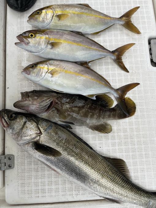 10月の富山湾！今釣れている魚は！？｜富山ブログ｜スズキマリーナ富山