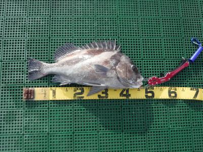 三河湾　釣り　コショウダイ　