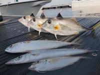 【浜名湖　釣果】今日の釣果！（レンタルボート）