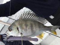 【浜名湖　釣果】今年の最後の操船＆釣り講習会（レンタルボート）