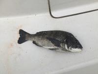 【浜名湖　釣果】今日の釣果！！(レンタルボート）