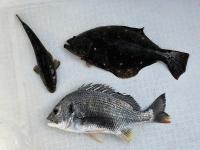 【浜名湖】ボトムワインドで良型ヒラメ＆キビレ（レンタルボート）