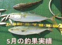 三河湾5月レンタルボート釣果実績