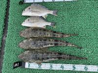 【浜名湖】62ｃｍマゴチを筆頭に50UPを3本（レンタルボート）