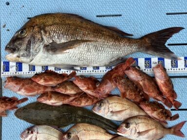【スズキマリーナ熊本】大鯛の釣果が続きます！（レンタルボート）