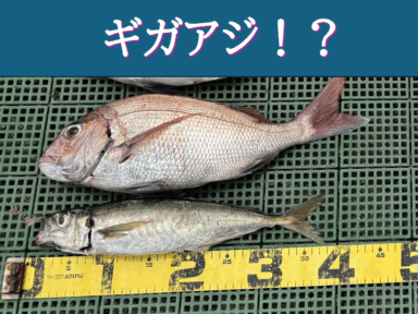 三河御津　ギガアジ手前GET！